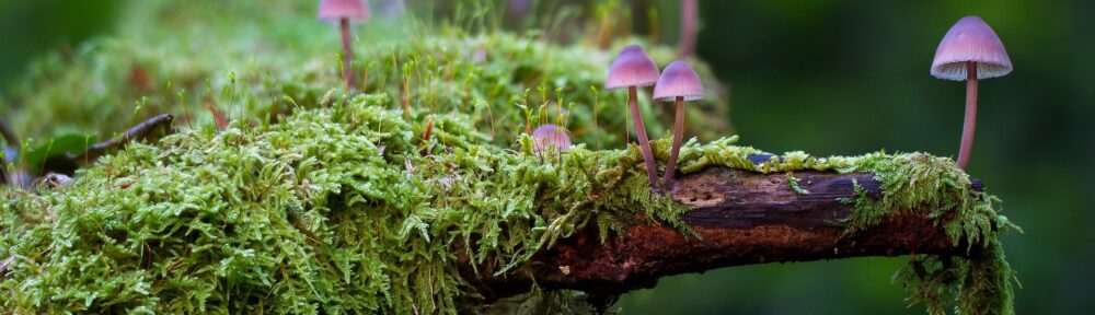 Waldspielgruppe aktuell beim Pfadiheim Worb